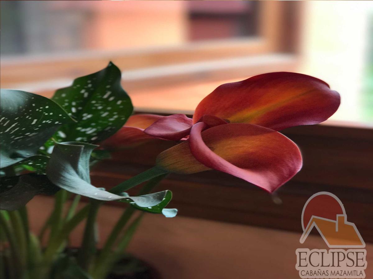 Cabanas Eclipse Mazamitla Ngoại thất bức ảnh