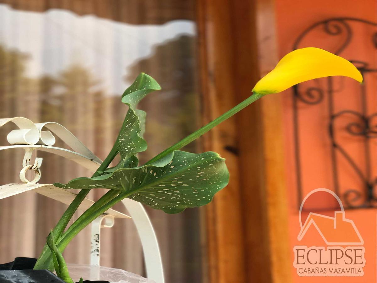 Cabanas Eclipse Mazamitla Ngoại thất bức ảnh